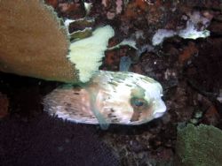 Shy One (Cabo San Lucas) by Jeffery Jones 